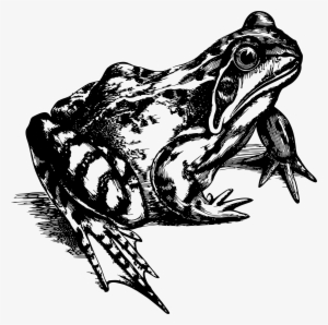 This Free Icons Png Design Of Common Frog