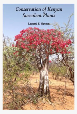 Conservation Of Kenyan Succulent Plants - Swamp Maple