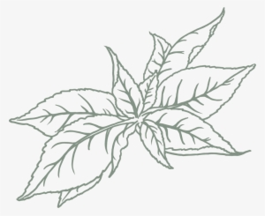 Green Tea - Hedychium Coronarium
