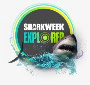 Thanks For Visiting Shark Explorer We'll Be Bringing - Sharks: Discover Their Underwater World!. [book]