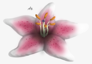 Clip Library Amaryllis Drawing Stargazer Lily - Tiger Lily