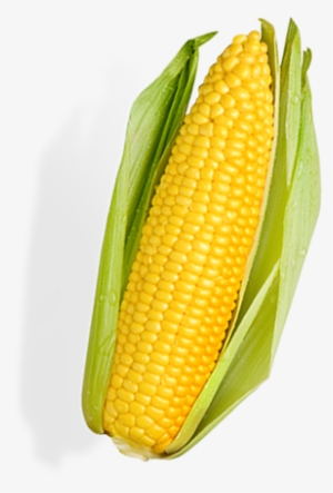 elote amarillo - vegetables corn