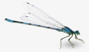 Transparent Background Dragonfly Png