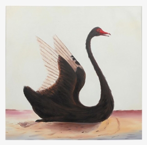 Visit - Black Swan Bird Drawing