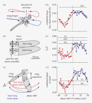 The Mechanical Dragonfly And Results Derived From Force - Dragonfly Wing To Body Ratio