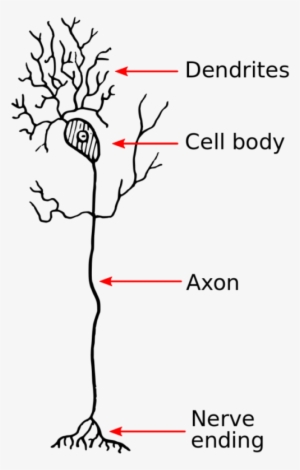 Neuron - Model Of A Dendrite