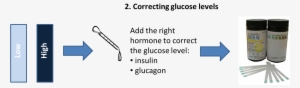 correcting glucose levels - writing