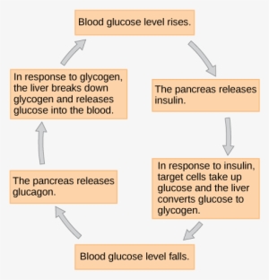 When Blood Glucose Levels Fall, The Pancreas Secretes - Feedback Loop Of Blood Glucose Control
