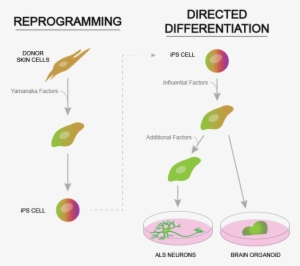 The Process Of Reprogramming Mature Skin Cells To Revert - Brain Organoids Motor Neurons