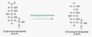 Isomerisation Of Glucose 6 Phosphate - Glucose 6 Phosphate Fructose 6 Phosphate