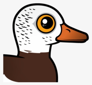 The White-winged Duck Is A Large Species Of Duck Native - Design