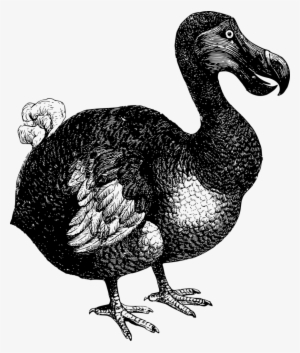 Dodo Dancing - Dodo Internet Bird Transparent PNG - 717x750 - Free ...