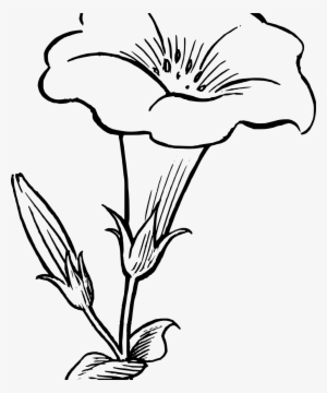 Oleander Flowers Art for Sale - Pixels