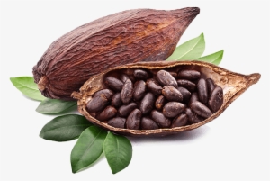 Cacao - Cocoa Fruit
