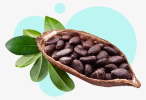 Cocoa Beans Png