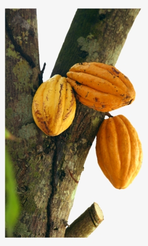 To Understand A Cocoa Product Flavor Profile Or A Cocoa - Arbol Cacao Png
