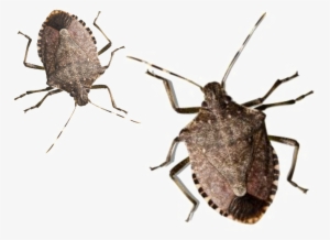 stink bug png pic - outside bugs