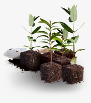 Plant Tree - Tree