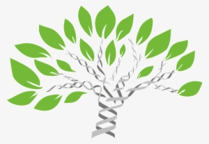 Growing Your Business Through Adaptation - Dna Family Tree