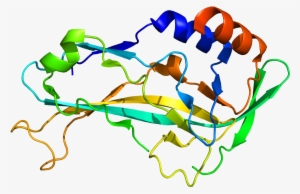 Protein Tbx5 Pdb 2x6u - T Box 2 Gene