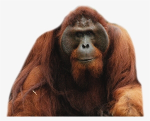 Orangutan Png - Orang Utan
