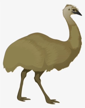 Clipartlord Com Exclusive The Emu Is Largest Flightless - Emu Clipart Png
