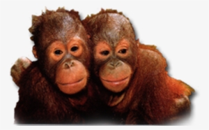 orangutan transparent - orangutan babies