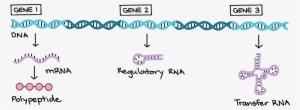 Dna Structure Clipart Genetic Trait - Genes Located On Dna