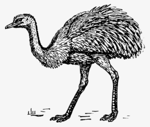 Common Ostrich Drawing Greater Rhea Emu Computer Icons - Emu Picture Black And White Clip Art