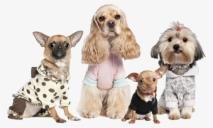 The Woofin' Paws Pet Fashion Show Starts At 11 A - Chihuahua, Shih Tzu, And Cocker Spaniel Dressed Up