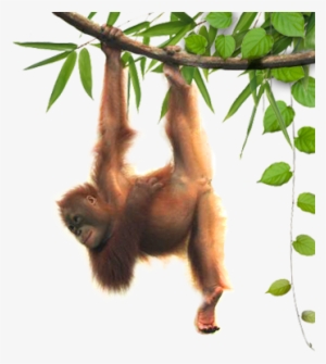 Orangutans Transparent
