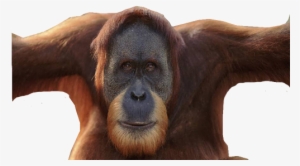Orangutan Png - Male Orangutan Without Flanges