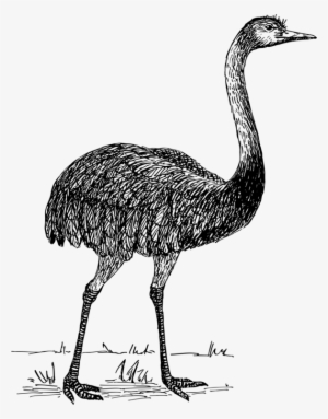 Common Ostrich Drawing Line Art Bird Emu - Ñandú Vector