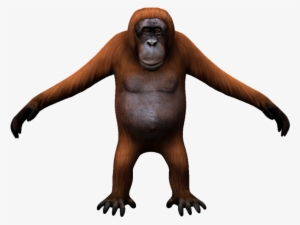 orangutan - monkey