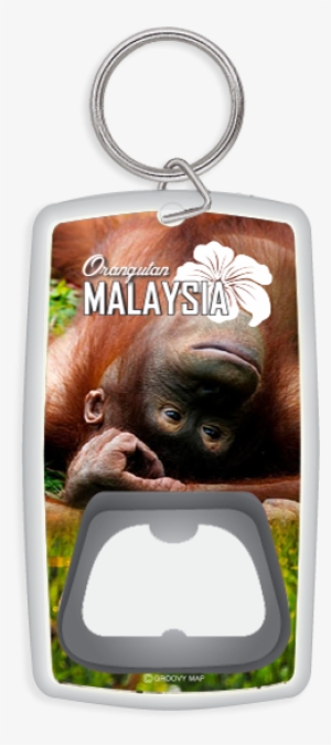 Orangutan Malaysia , - Orangutan