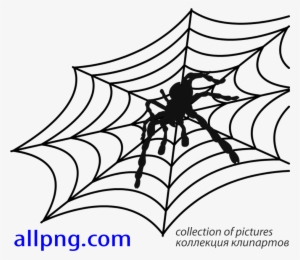 Spider Web Vector Png - Wiki