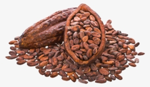 Cocoa Beans Png Image - Cocoa Bean
