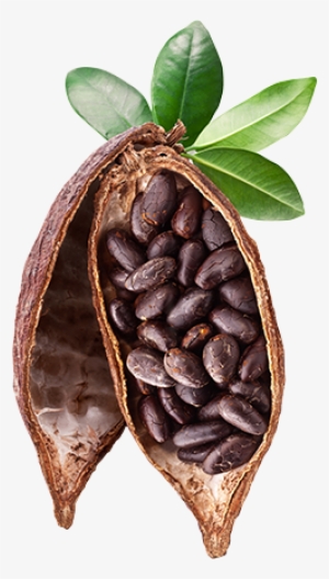 Cocoa Beans Png Photos - Green Leaf Naturals Cocoa Butter - Raw Unrefined Organic