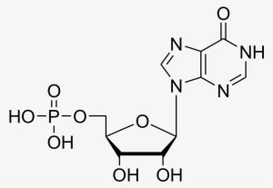 4 Hydroxyphenylpyruvate