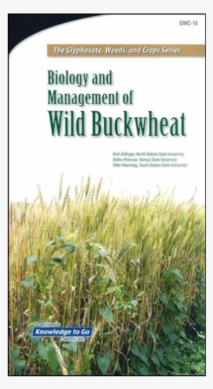 Biology And Management Of Wild Buckwheat The Glyphosate, - Black Bindweed