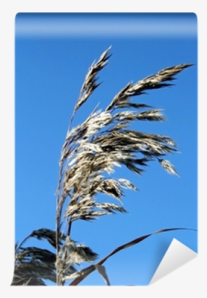 Phragmites