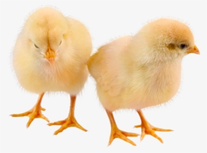 baby chicken png high-quality image - chicken
