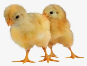 Baby Chickens Png Images For Create Picture - Chicken