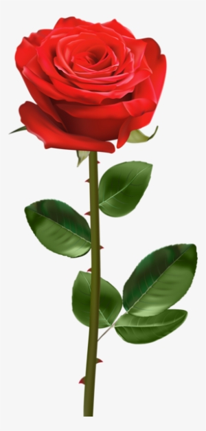 Rose Png - Flower Stems Hd