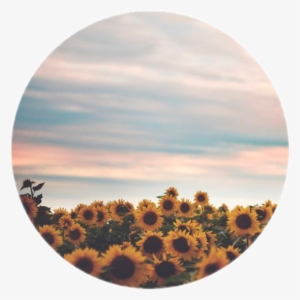 Icon Icons Tumblr Girasol Flores Flowers - Forget Those Who Forget You Quotes