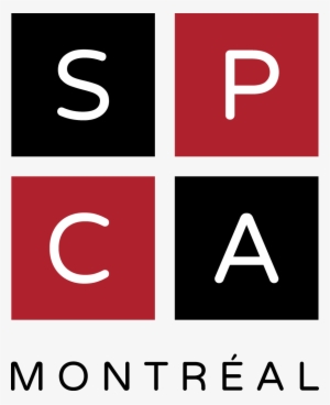 Spca Montréal - Chat A Donner A Montreal Adresse