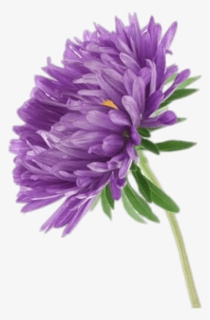 Flowers - Aster Flower Png