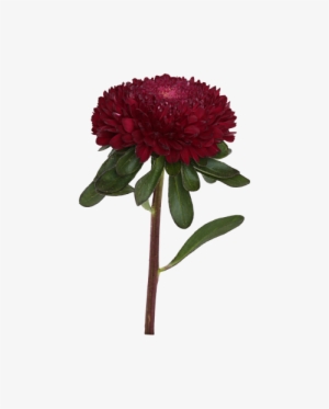 Aster Png Photos - Dark Red Flower Png