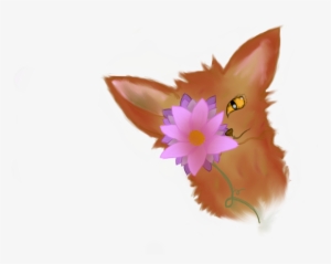 Aster Signature - Cattleya