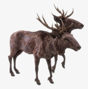 Deer - Radstag Doe